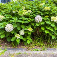 white hydrangea blooms - garden decoration stock pictures, royalty-free photos & images
