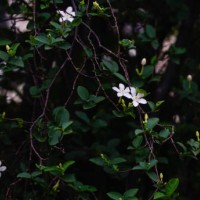 white jasmine 'wrightia antidysenterica' flower background - garden decoration stock pictures, royalty-free photos & images