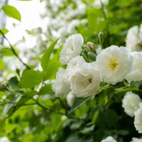 white roses, beautiful flower heads on bush in the nature - garden decoration stock pictures, royalty-free photos & images