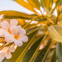 white tropical flower frangipani over beautiful green blurred lush foliage, sunny exotic garden. tranquil nature closeup, romantic, love plumeria. spa, meditation inspire floral macro. wellbeing - garden decoration stock pict