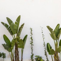 white wall and banana trees and different plants - garden decoration stock pictures, royalty-free photos & images