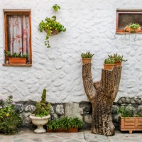 white wall garden - cactus wood - garden decoration stock-fotos und bilder