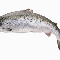 whole salmon - food stock pictures, royalty-free photos & images