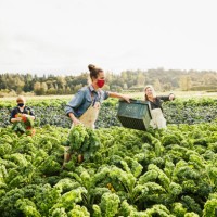 wide shot of farmers harvesting organic kale on fall morning - food stock pictures, royalty-free photos & images