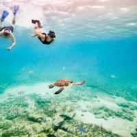 wide shot underwater view of couple snorkeling near sea turtle swimming in tropical sea - travel stock-fotos und bilder