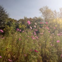 wild flower - garden decoration stock pictures, royalty-free photos & images