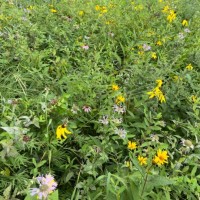 wild flower in a meadow - garden decoration stock pictures, royalty-free photos & images
