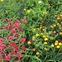 wild flower pollen for honey bee production - garden decoration stock pictures, royalty-free photos & images