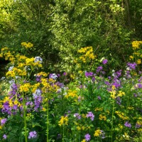 wild flowers in summer - garden decoration stock pictures, royalty-free photos & images