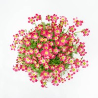 wild flowers (saxifraga) in a plant pot - garden decoration stock pictures, royalty-free photos & images