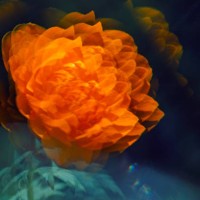 wild orange trollius flower with blur. macro close up, bokeh aqua background - garden decoration stock pictures, royalty-free photos & images