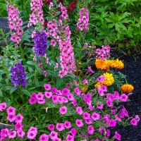 willowleaf angelon and surfinia - garden decoration stock pictures, royalty-free photos & images
