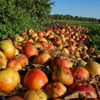 windfall - food stock pictures, royalty-free photos & images