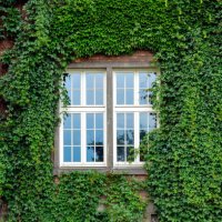 window surrounded by green ivy facade - garden decoration stock pictures, royalty-free photos & images