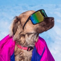 winter dog wearing wraparound sunglasses, snow dog wearing coat, 1980s fashion - fashion stock pictures, royalty-free photos & images