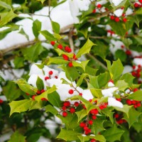 winter natural background. holly tree with red berries covered in snow - garden decoration stock pictures, royalty-free photos & images