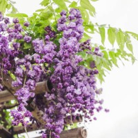 wisteria - garden decoration stock pictures, royalty-free photos & images