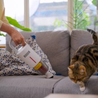woman and cat stay in house. - home decoration stockfoto's en -beelden