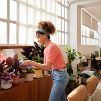 woman cleaning leaves of plotted plants at home - home decoration stock pictures, royalty-free photos & images