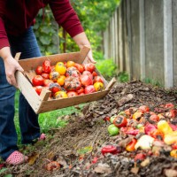 woman emptying food waste onto garden compost heap - food stock pictures, royalty-free photos & images