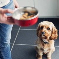 woman feeding her pet dog - food stock pictures, royalty-free photos & images