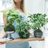 woman holding a tray of plants - garden decoration stock pictures, royalty-free photos & images