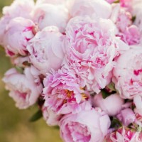 woman holding bouquet of pink peonies - garden decoration stock pictures, royalty-free photos & images