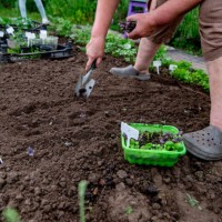 woman is engaged in a garden bed and digs the ground - garden decoration photos et images de collection