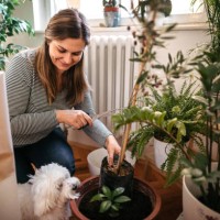 woman planting while maltese dog is besides her - garden decoration stock pictures, royalty-free photos & images