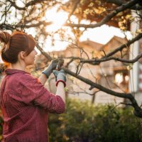 woman pruning apple trees - garden decoration stock pictures, royalty-free photos & images