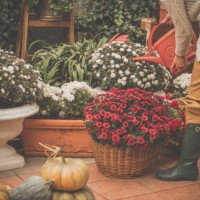 woman watering flowers and plants on back porch - garden decoration stock pictures, royalty-free photos & images