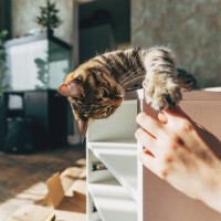 woman with cat assembling diy furniture at home - home decoration stock pictures, royalty-free photos & images
