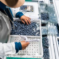 woman working at a blueberry factory doing quality control - food stock pictures, royalty-free photos & images
