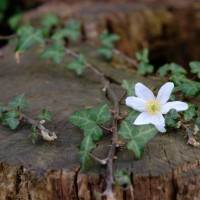 wood stump cut with flowering ivy - garden decoration stock pictures, royalty-free photos & images