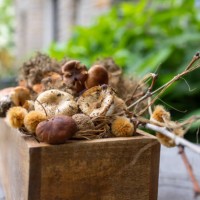 wooden garden tray filled with dry sycamore tree seed balls & wild mushrooms - garden decoration stock pictures, royalty-free photos & images