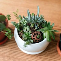 wooden shelf for home plants against wall. - garden decoration stock pictures, royalty-free photos & images