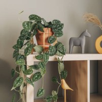 wooden shelving unit with interior accessories and houseplants on white wall - home decoration stock pictures, royalty-free photos & images