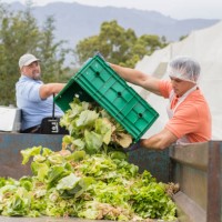 workers on vegetable farm dumping old cabbage - food stock pictures, royalty-free photos & images