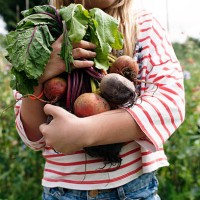 working on an allotment - food stock pictures, royalty-free photos & images