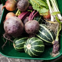 working on an allotment - garden decoration photos et images de collection