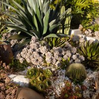 yard catcus plants decoration - garden decoration stock pictures, royalty-free photos & images