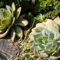 yard echeveria plants decoration - garden decoration stockfoto's en -beelden