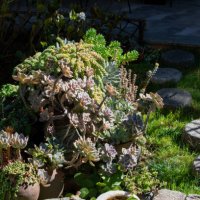 yard succulent plants decoration - garden decoration stock pictures, royalty-free photos & images