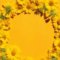 yellow background with yellow daisies. floral background. hello spring. birthday. women's day. mothers day. holiday. - garden decoration stock pictures, royalty-free photos & images