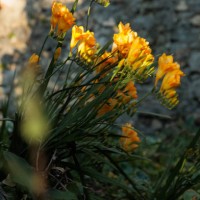 yellow blooming freesia plant in sunny tropical garden against masonry wall background. - garden decoration stock pictures, royalty-free photos & images