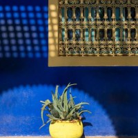 Yellow flower-pot aganinst blue wall, Jardin Majorelle Garden, Marrakesh, Morocco.