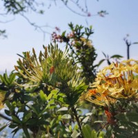 yellow flowers - garden decoration stock pictures, royalty-free photos & images