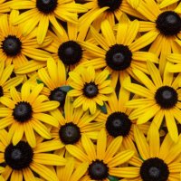 yellow flowers of echinacea close up. - garden decoration stock pictures, royalty-free photos & images