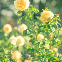 yellow garden roses - garden decoration stock pictures, royalty-free photos & images