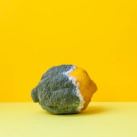 yellow lemon covered with gray mold - food stock pictures, royalty-free photos & images